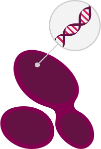 Abstract image showing yeast and a DNA double helix