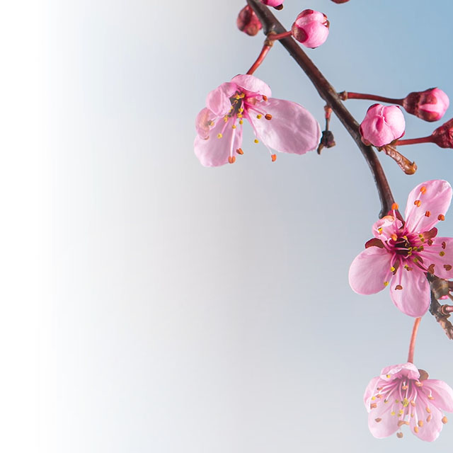 Cherry blossoms opening on a branch